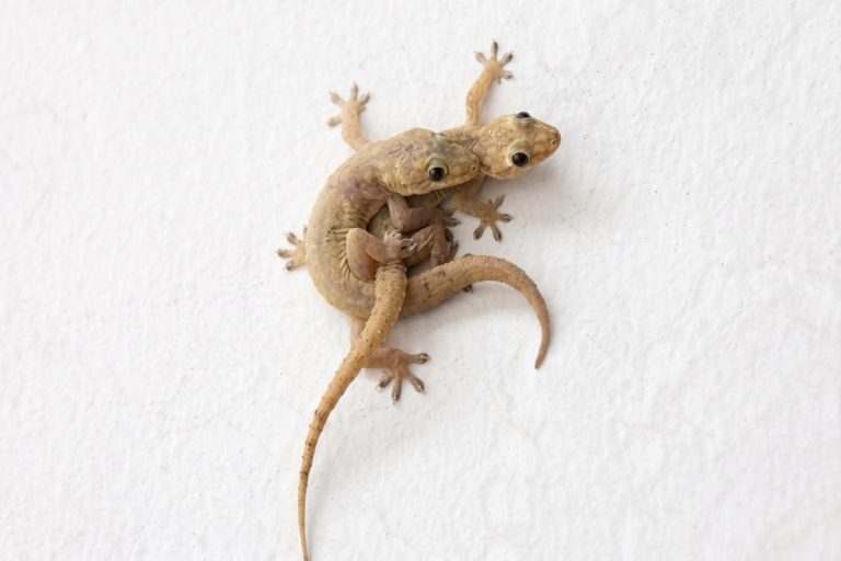 Geckos in Bali