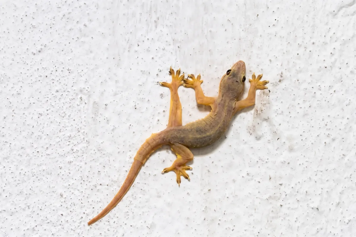 House Gecko Hemidactylus frenatus on a vertical wall surface