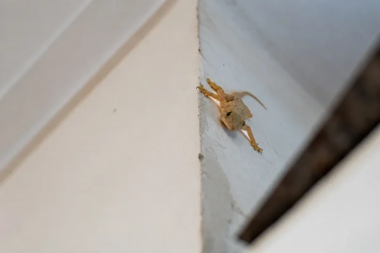 House Gecko on an Interior Wall Corner