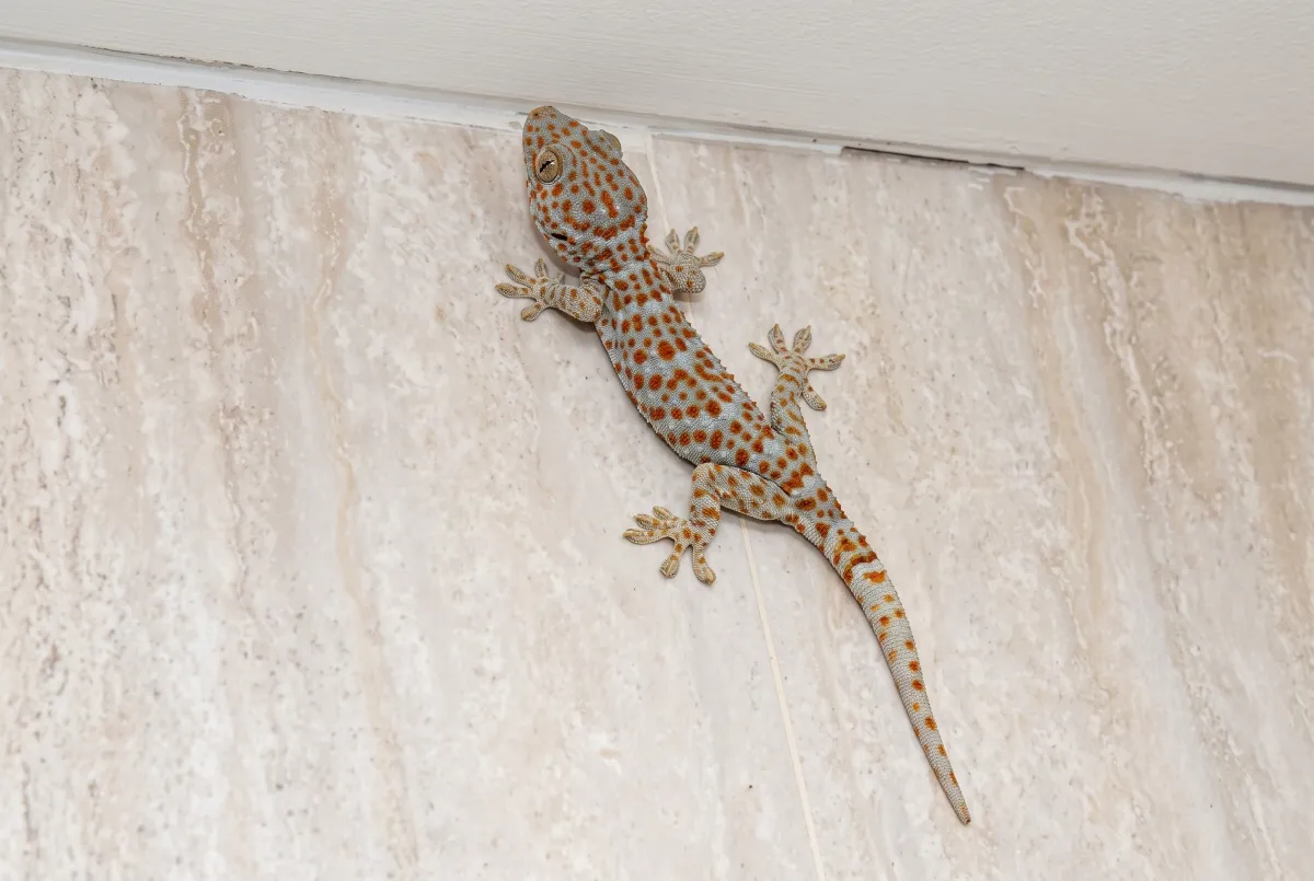 Tokay Gecko Gekko gecko showing its distinctive spotted appearance