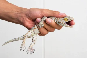 Tokay Gecko (Gekko gecko) with its distinctive spotted body being gently held by a person's hand