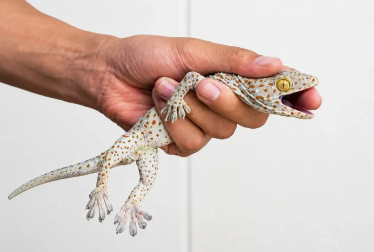 Tokay Gecko (Gekko gecko) with its distinctive spotted body being gently held by a person's hand