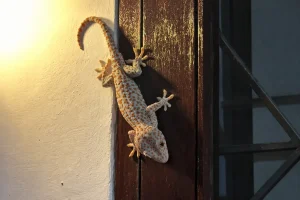 why geckos are considered lucky in Bali