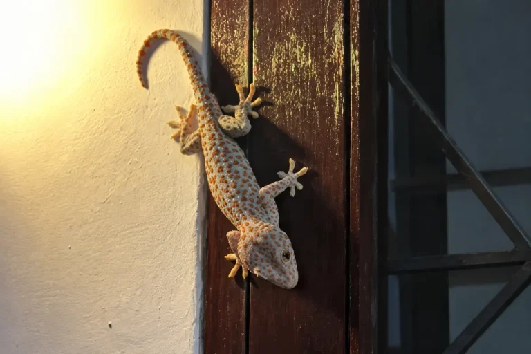why geckos are considered lucky in Bali